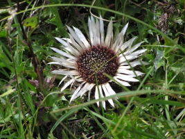 Koenigsalm036